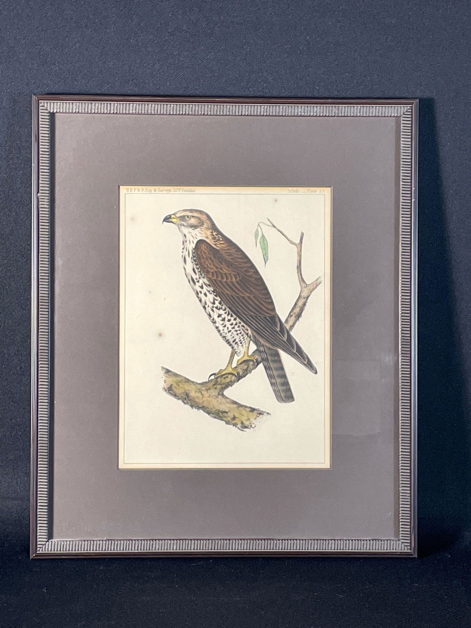 1850's U.S.P.R.R. Exp. & Surveys 32nd Parallel "Red Shouldered Hawk" Tinted Lithograph (1 of 4)