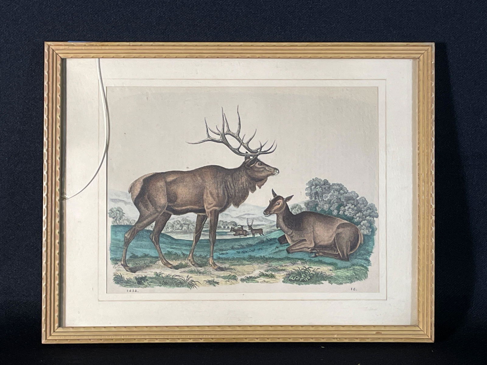 Elk Lithograph (print) Marked L/LI 1885 Hand Colored (1 of 5)