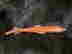 item-129471112=4