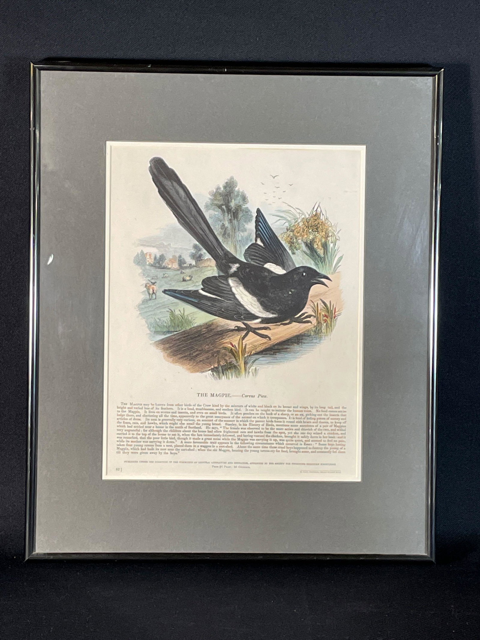 Josiah Wood (United Kingdom, 1813-1903) "The Magpie" Print from Book: Sight View 12-3/4" x 9-3/4" , Overall View 19" x 15-3/4"