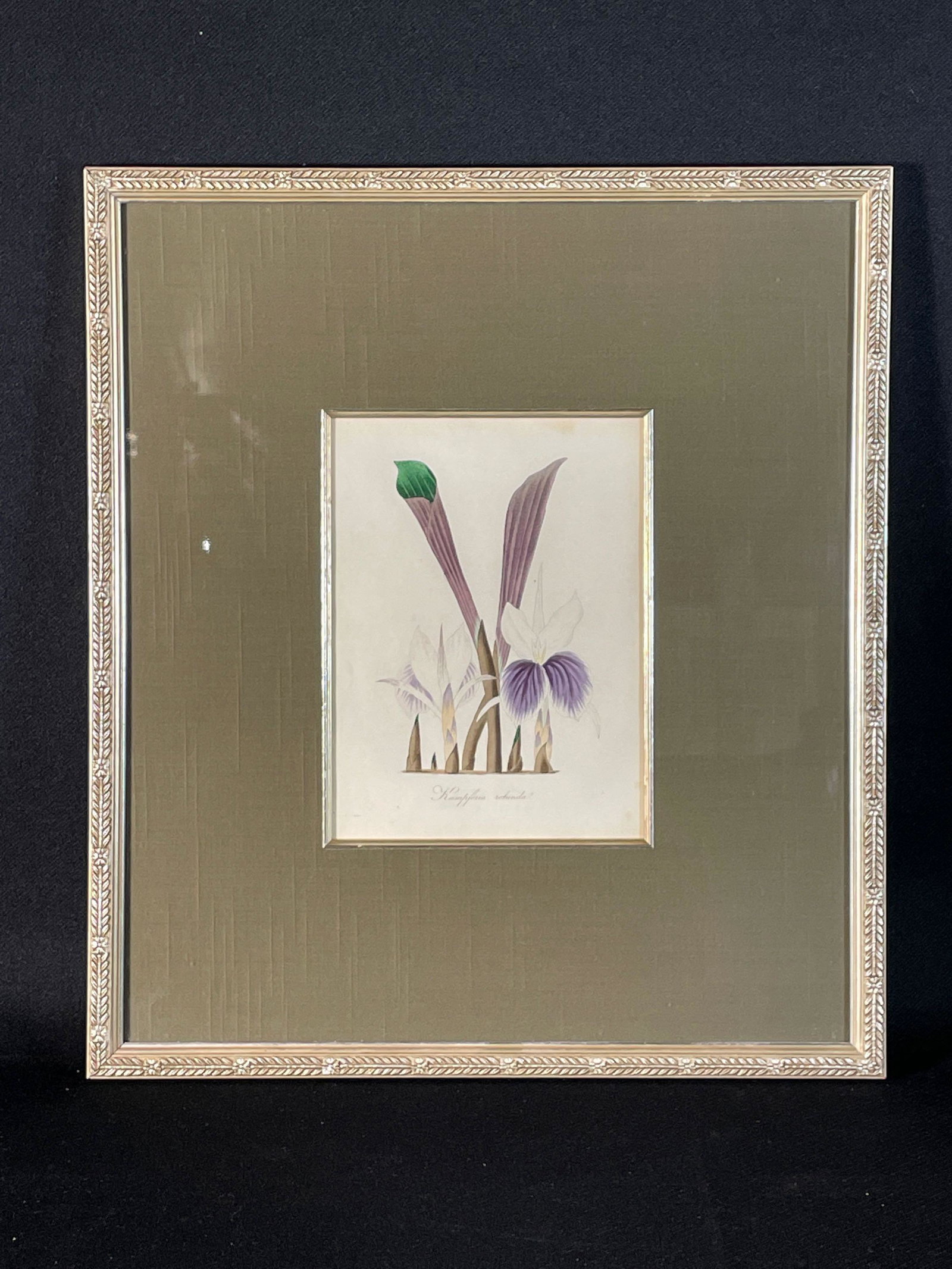 Sir Joseph Paxtons Magazine, Colored Engraving of an Orchid "Kaempferia Rotundra": Sight View 8" x 6", Overall View 16-1/2" x 14-1/2"