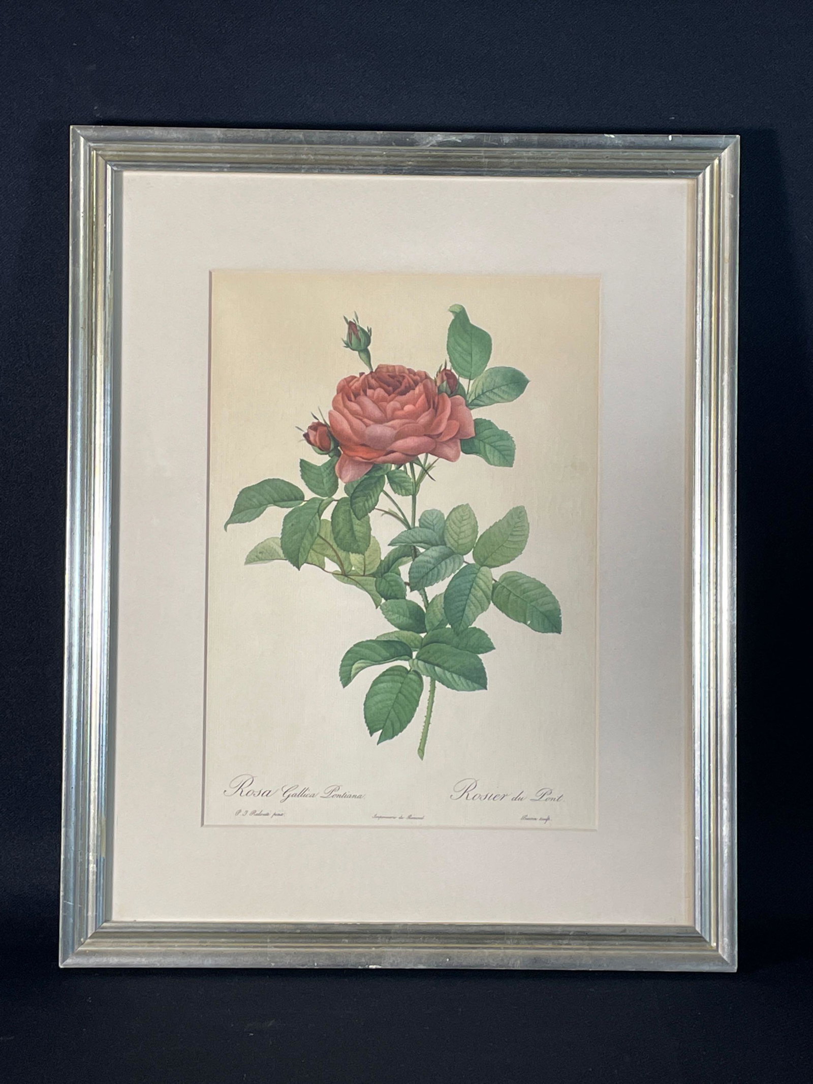 Pierre-Joseph Redoute (Belgian 1759-1840) "Rosa Gallica Pontiana": Sight View 13-1/2" x 9-1/2", Overall View 20-3/8 x 14-3/8"