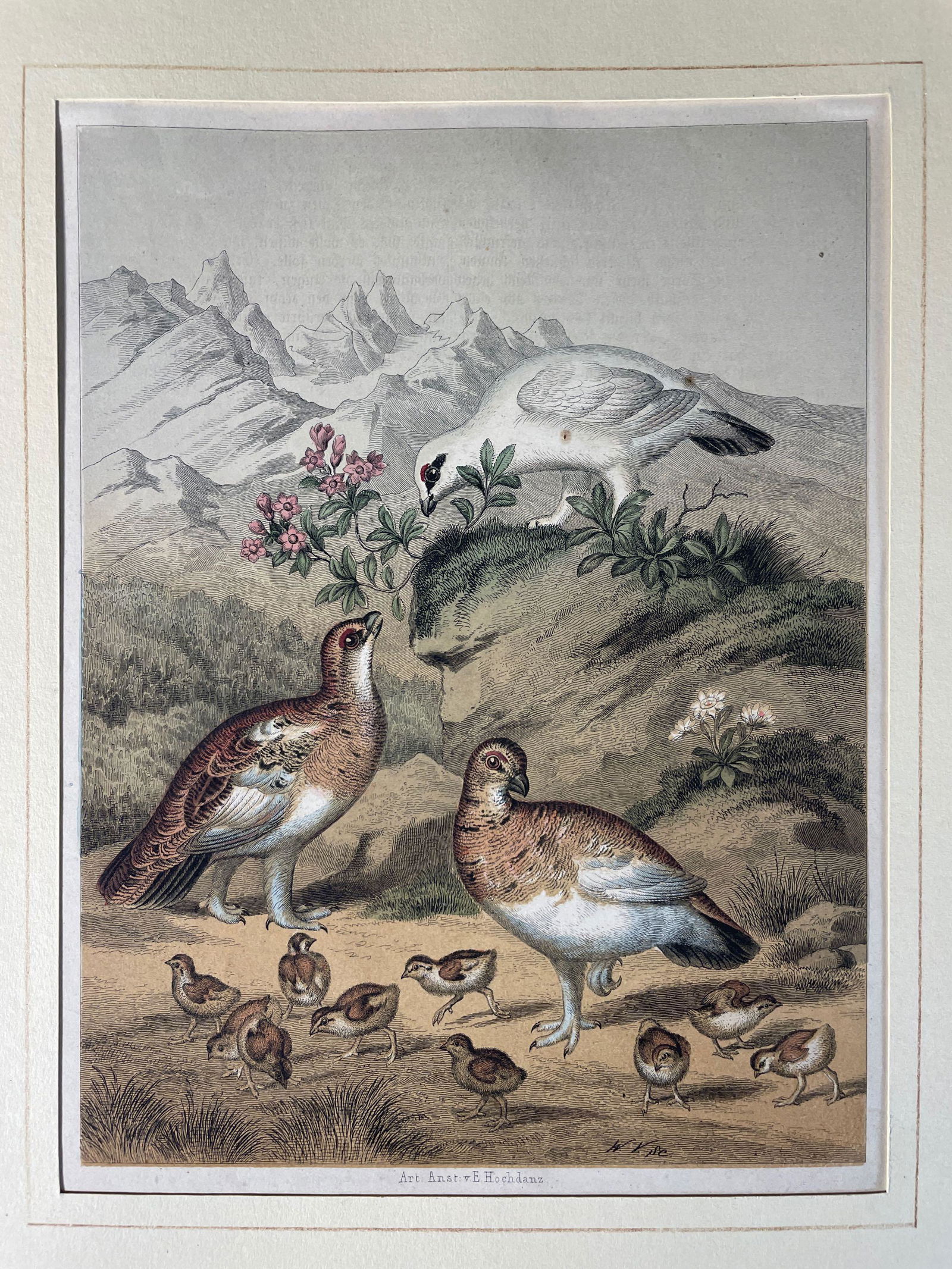 Art Anstiv E. Hochdanz 1866 No. 2  Hand Colored Etching (1 of 4)
