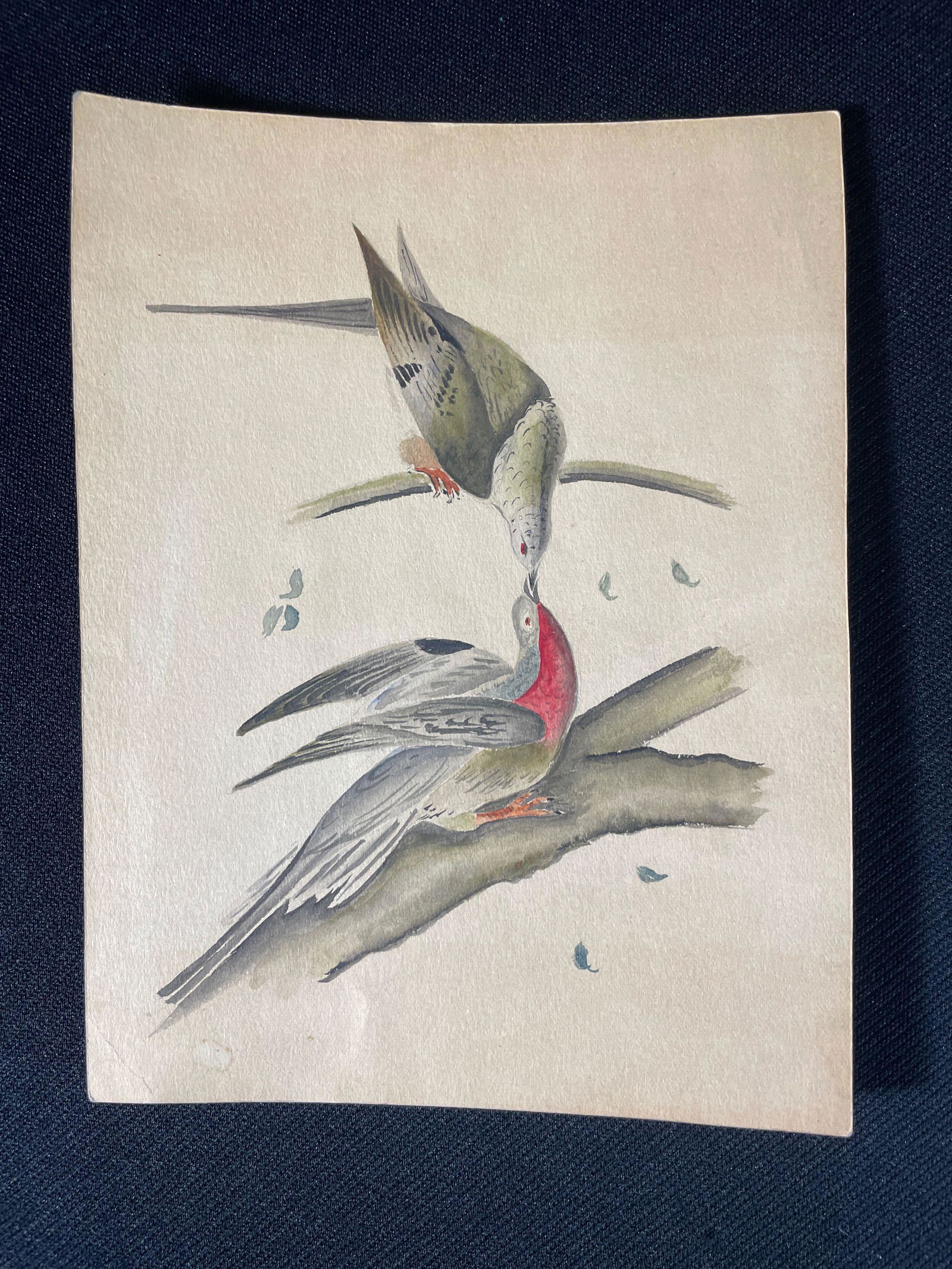 Passenger Pigeons After John James Audubon, Watercolor Painting (1 of 2)