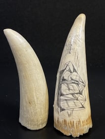Lot of 2 Whale Teeth one Scrimshaw