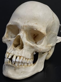 Antique Human Medical Skull