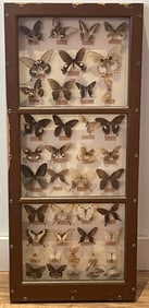 Lot of Pinned Butterflies in Shadowbox Frame