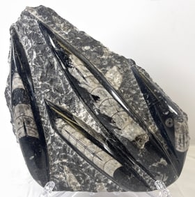 Multi Orthoceras Fossil Specimen