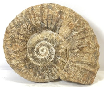 Ancient Fossilized Ammonite Shell