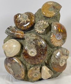 Cretaceous Period Madagascar Fossolized Ammonite Cluster