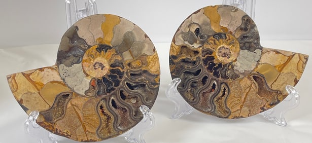 Pair of Cut & Polished Crystal Filled Ammonite Fossils