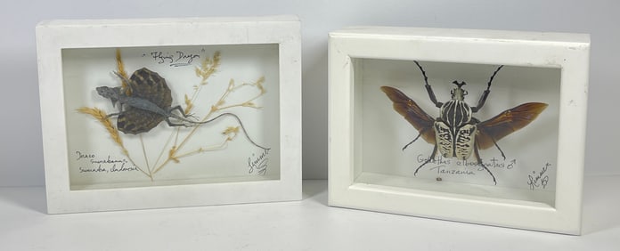 Lot of 2 Framed Insect Specimens