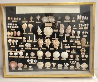 Encased Seashell Specimen Shadowbox