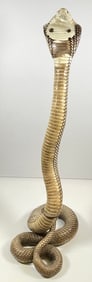 Large Vintage Taxidermy Coiled King Cobra