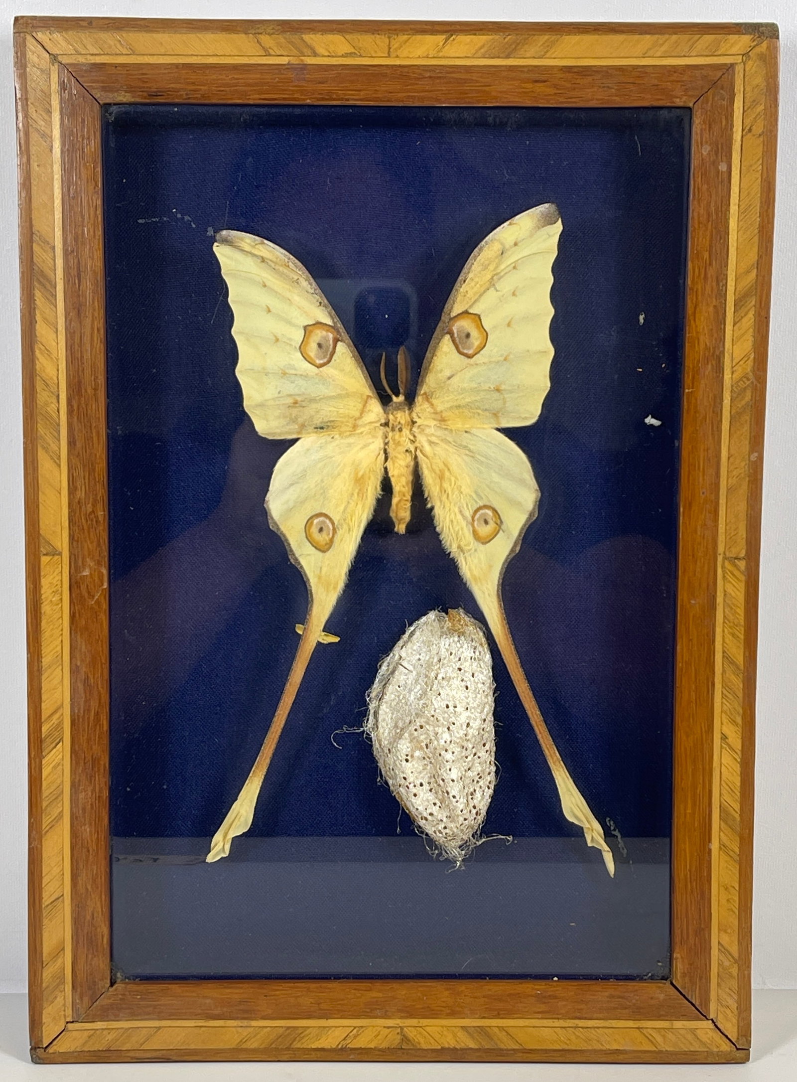 Luna Moth Taxidermy in Shadowbox Frame with Chrysalis (1 of 3)