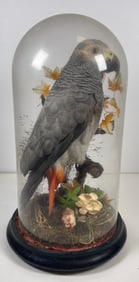 Victorian African Grey Parrot Taxidermy w/Glass Dome