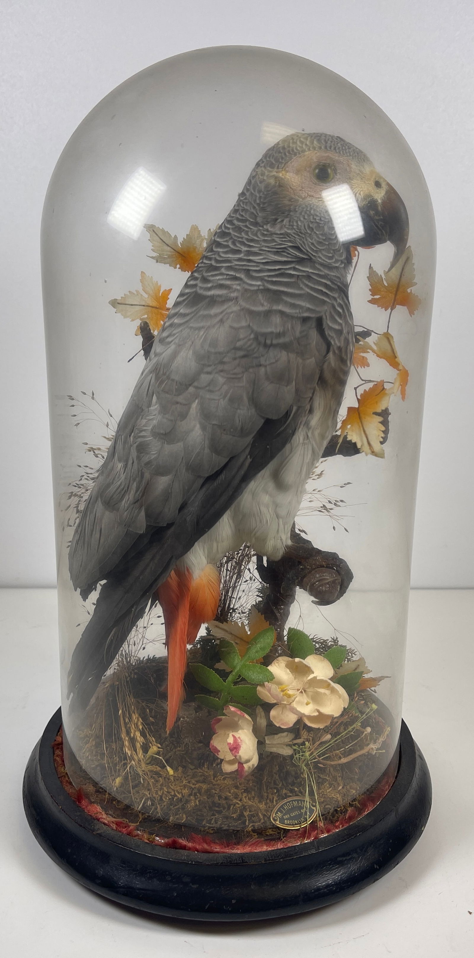 Victorian African Grey Parrot Taxidermy w/Glass Dome: African Grey parrot taxidermy w/ victorian glass dome. Preserved by M.J. Hofmann, Brooklyn. Parrot in a naturalistic setting under an oblong glass dome. The dome sits on a wooden display base. Beautif