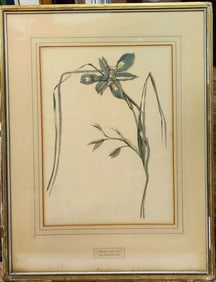 Pieter Van Loo 18th c. W/C Scientific Portrait of an Iris