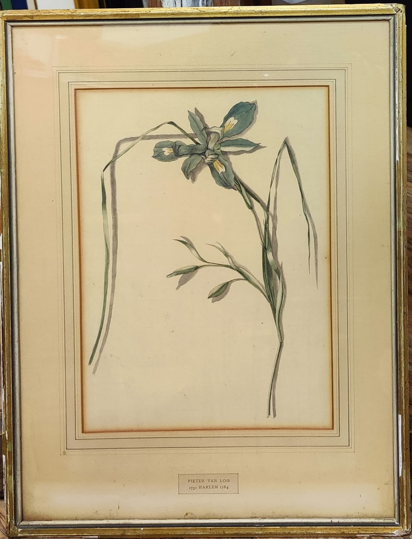 Pieter Van Loo 18th c. W/C Scientific Portrait of an Iris: Pieter Van Loo (Haarlem, Netherlands, 1731 - 1784) Scientific W/C Portrait of an Iris. A beautifully detailed study in watercolor. Good condition, with toning, foxing and minor fade noticeable under t