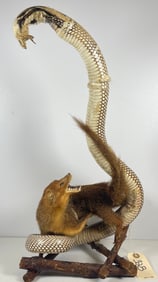 Large Vintage Taxidermy Coiled King Cobra w/ Mongoose