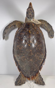 Antique Taxidermy Turtle Tortoise Shell