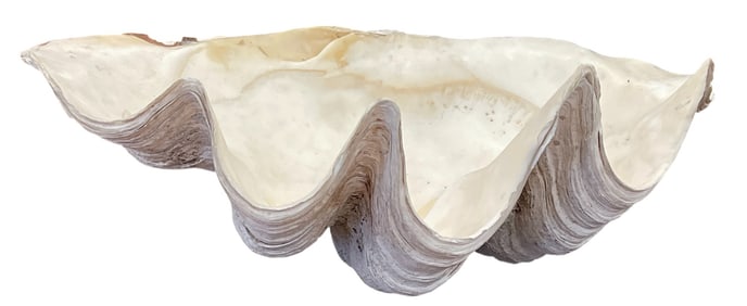 Large White Clam Shell 22"