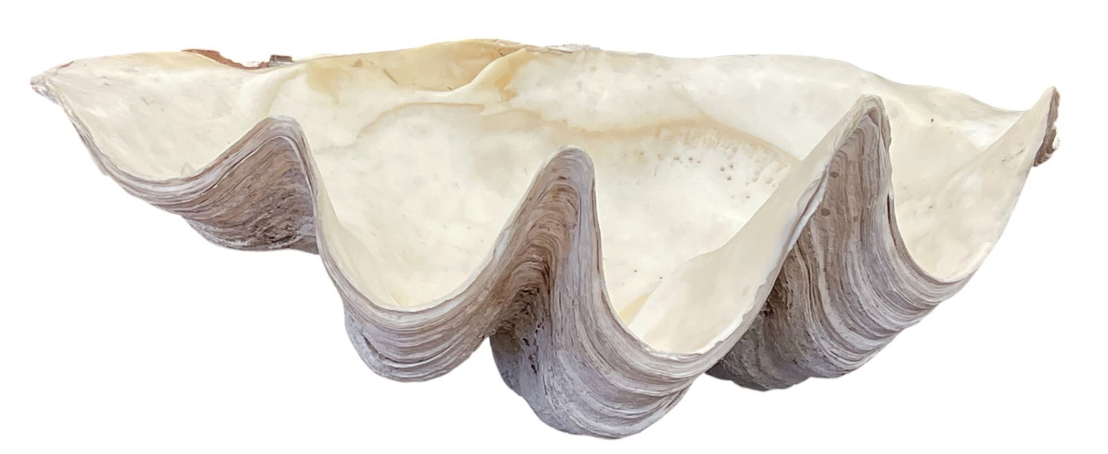 Large White Clam Shell 22" (1 of 6)