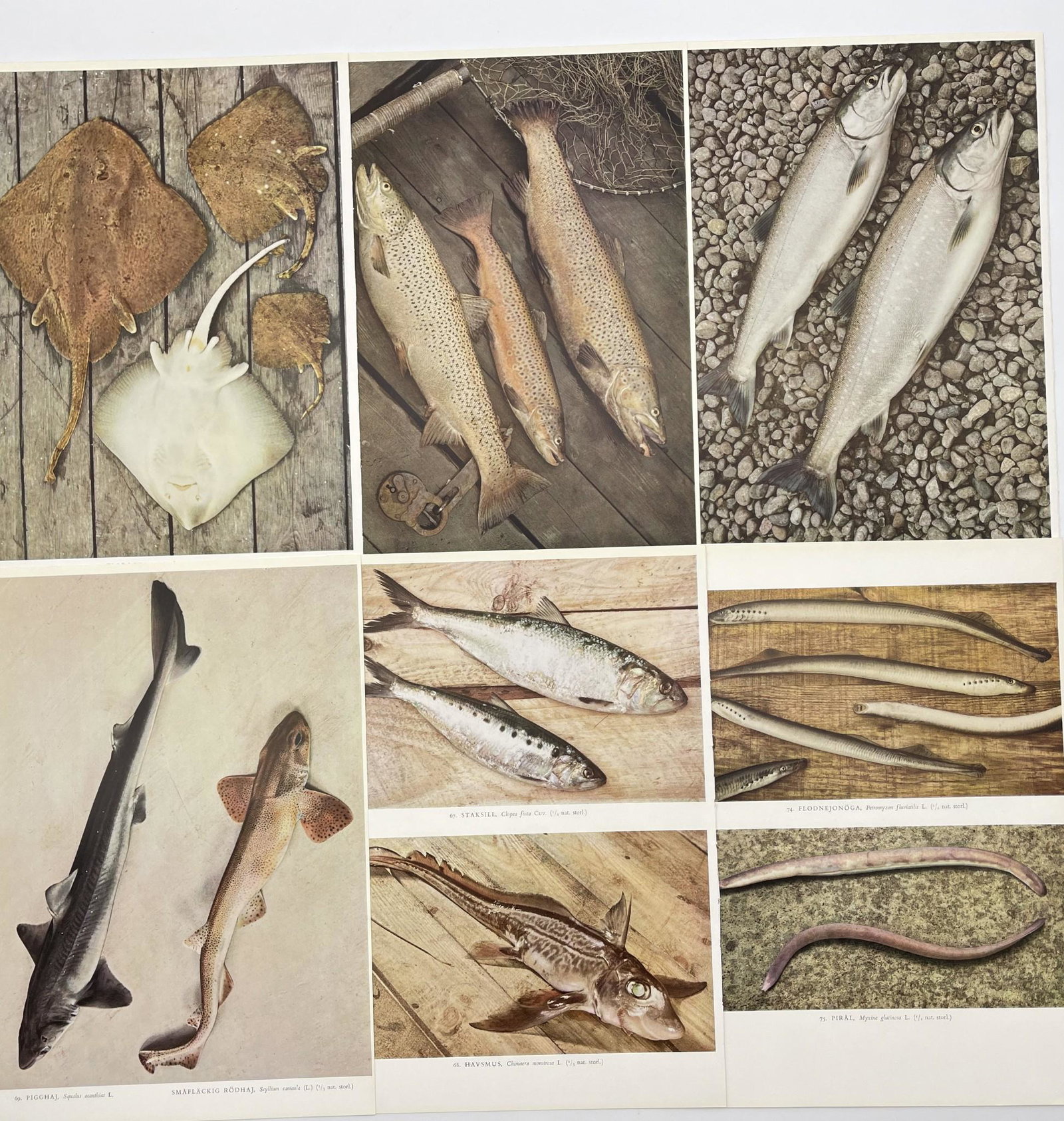 Antique Print - Fish Print - Northern Fish - Karl Andersson - Lot of 7 Prints: Set of 7 prints. Karl Andersson, who came from a farming family, became a candidate of philosophy at Uppsala University in 1899 and a doctor of philosophy on a thesis in zoology in 1907. He also parti