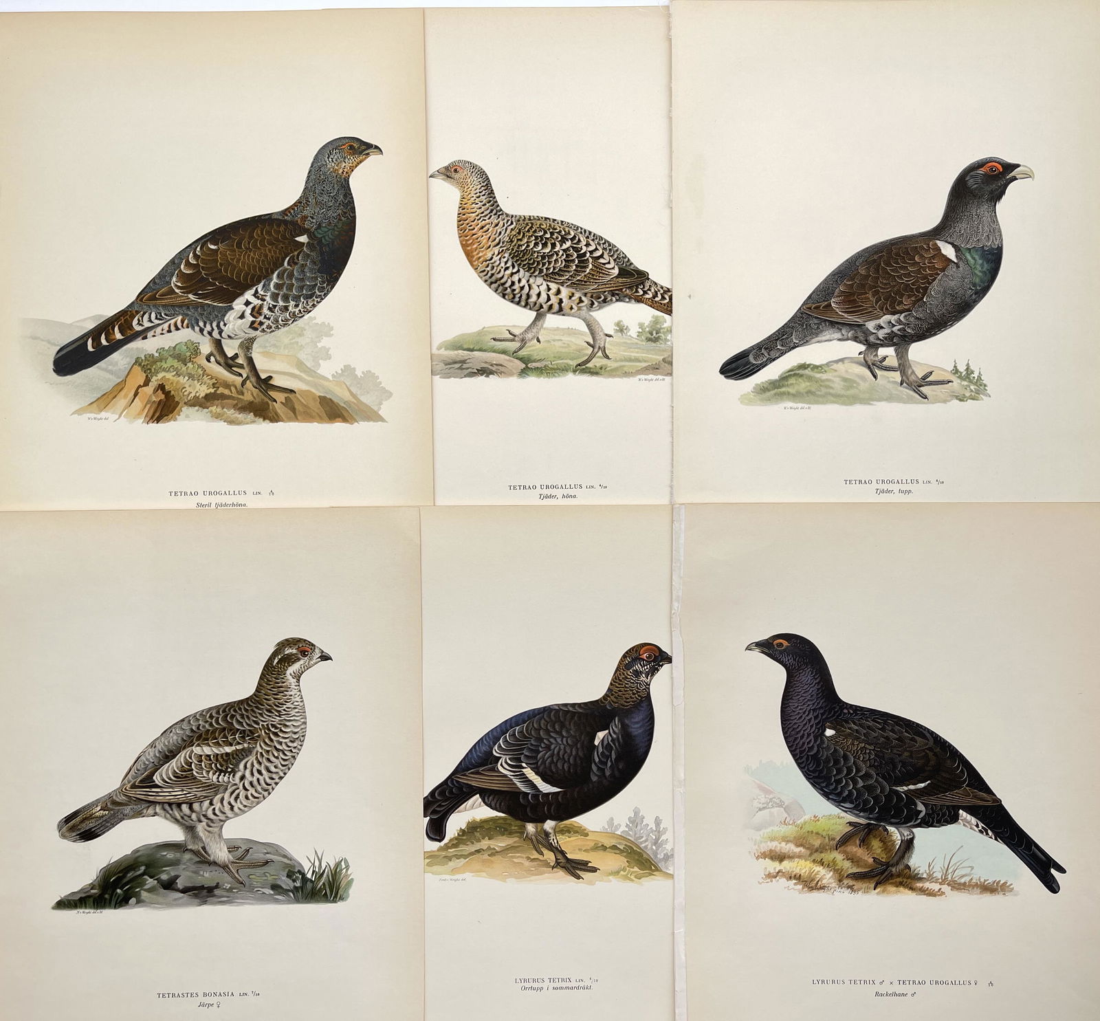 Antique Bird Print - Set of 6 Prints - Western Capercaillie - Hazel Grouse (1 of 1)