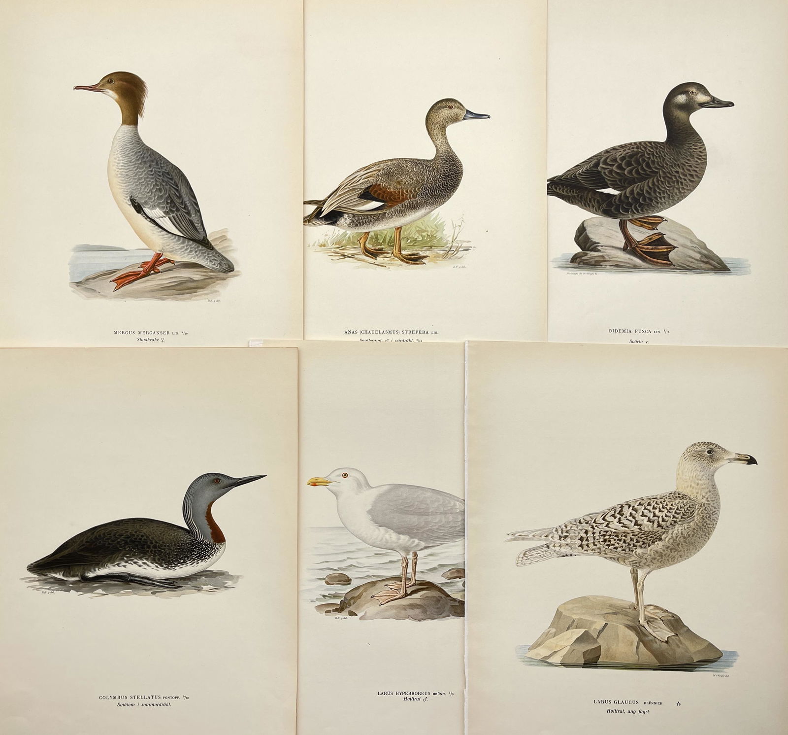 Antique Bird Print - Set of 6 Prints - Common Merganser - Velvet Scoter (1 of 1)