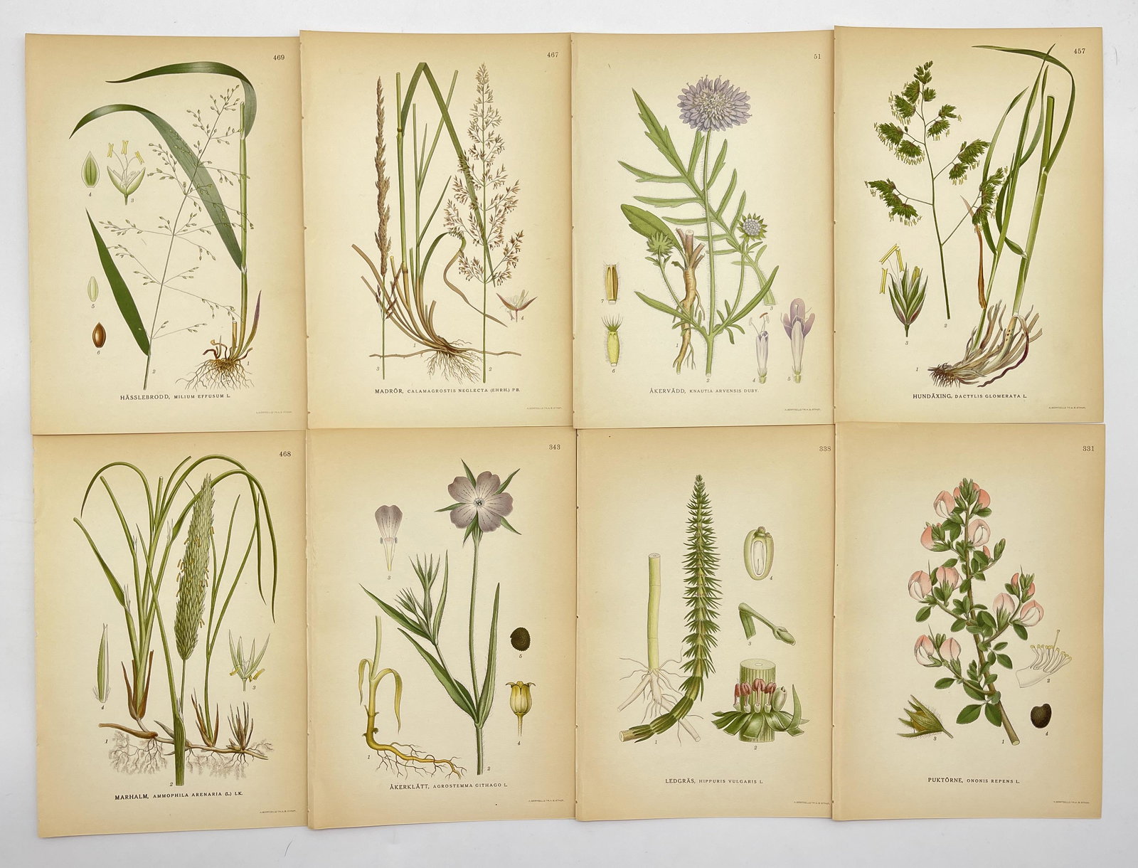Vintage Botanical Art - Antique Flower - Set of 8 Print - Ononis Repens (1 of 1)