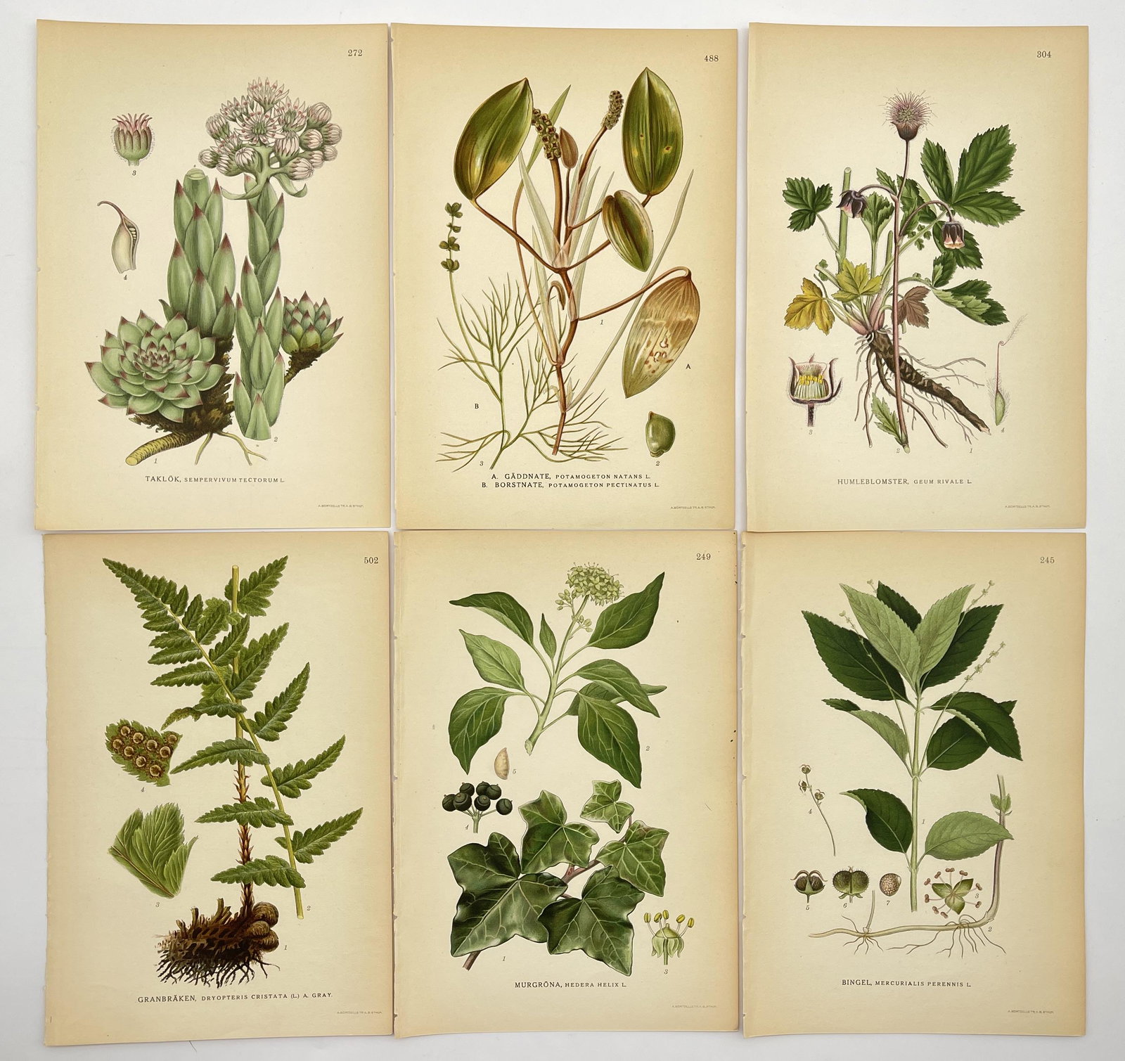 Vintage Botanical Art - Antique Flower - Set of 6 Print - Sempervivum (1 of 1)