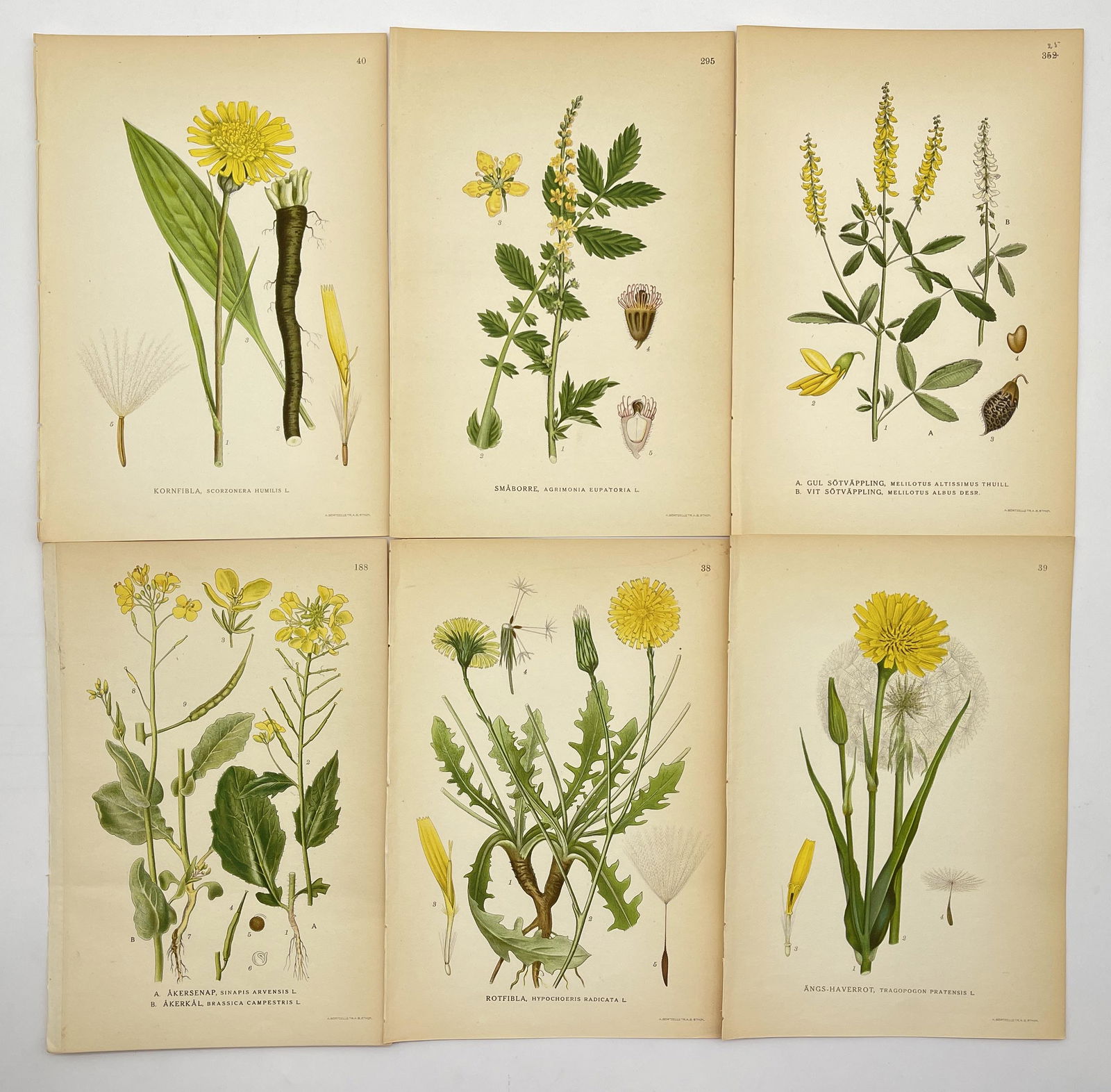 Vintage Botanical Art - Antique Flower - Set of 6 Print - Scorzonera Humilis (1 of 1)