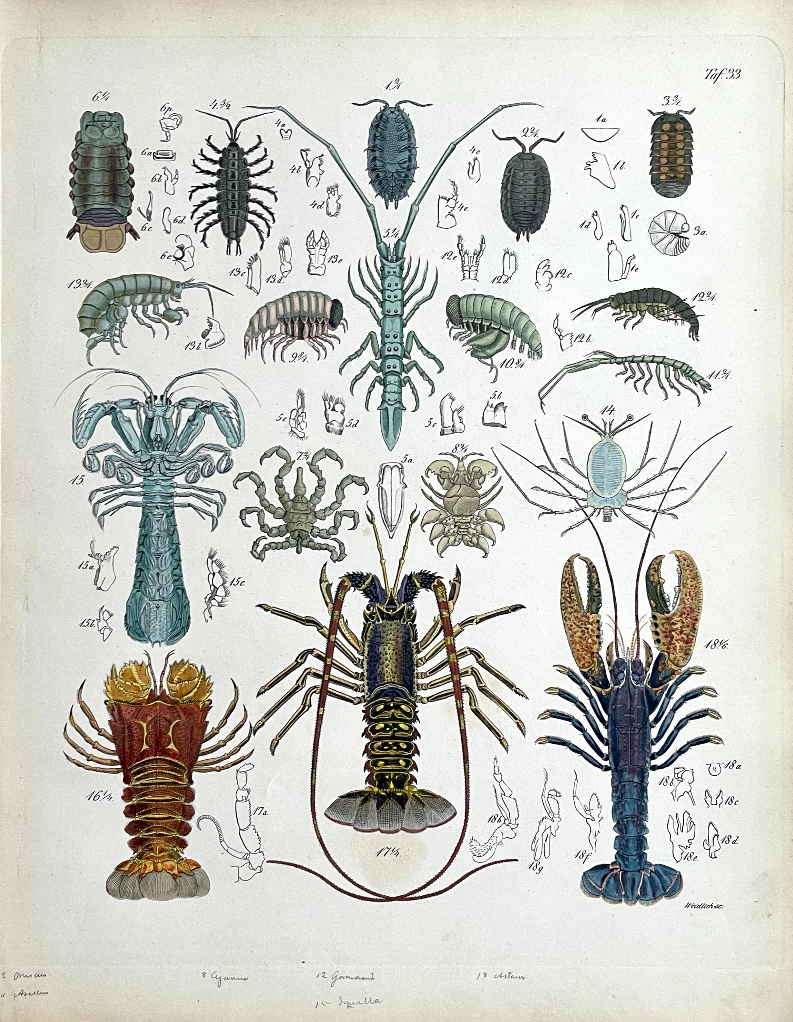 Antique Print - Zoological Art - Etching - Animal Illustration - Lobster (1 of 2)