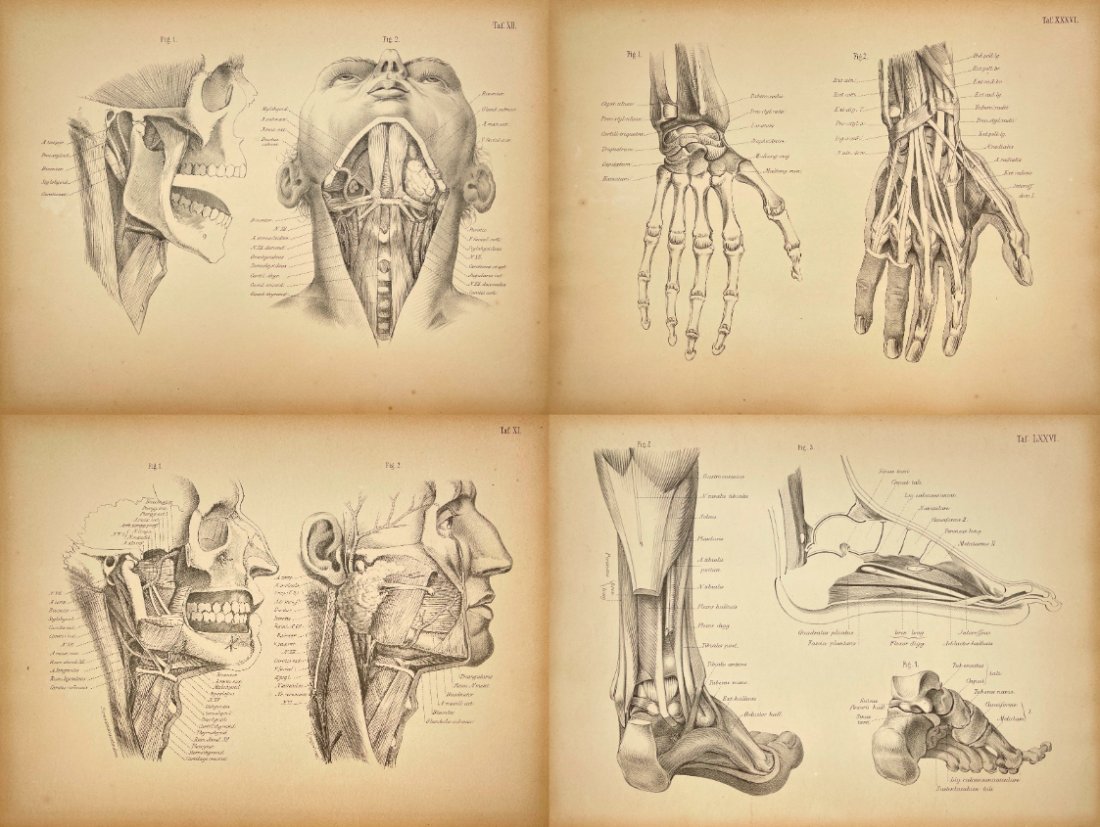 Antique Anatomy Print - Trachea - Hand Bones - Feet - Cheeks (1 of 5)