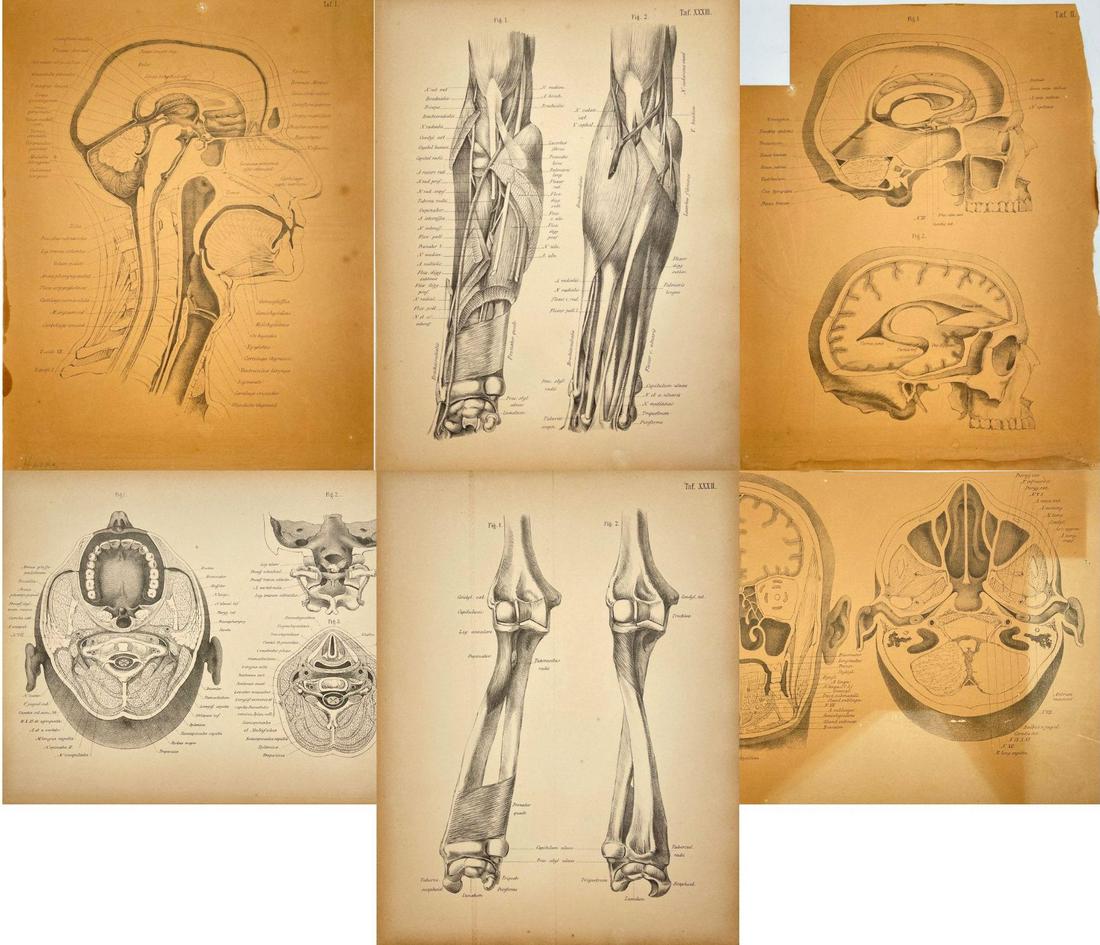 Antique Anatomy Print - Set of 6 Print - Oral Cavity - Ulna Bones - Ulnar Flexor (1 of 7)