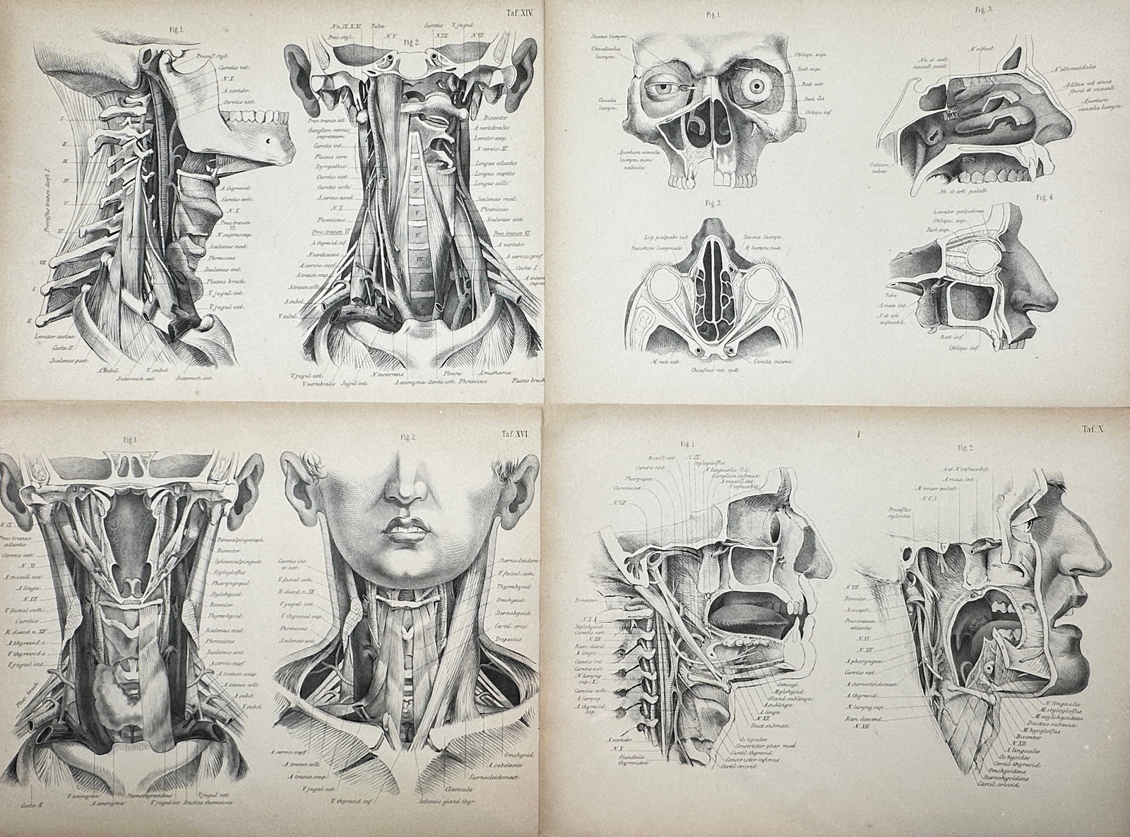 Wilhelm Henle (1809 - 1882) - Set of 4 Anatomical Prints - Human Anatomy - Head - Eyes - Neck (1 of 3)