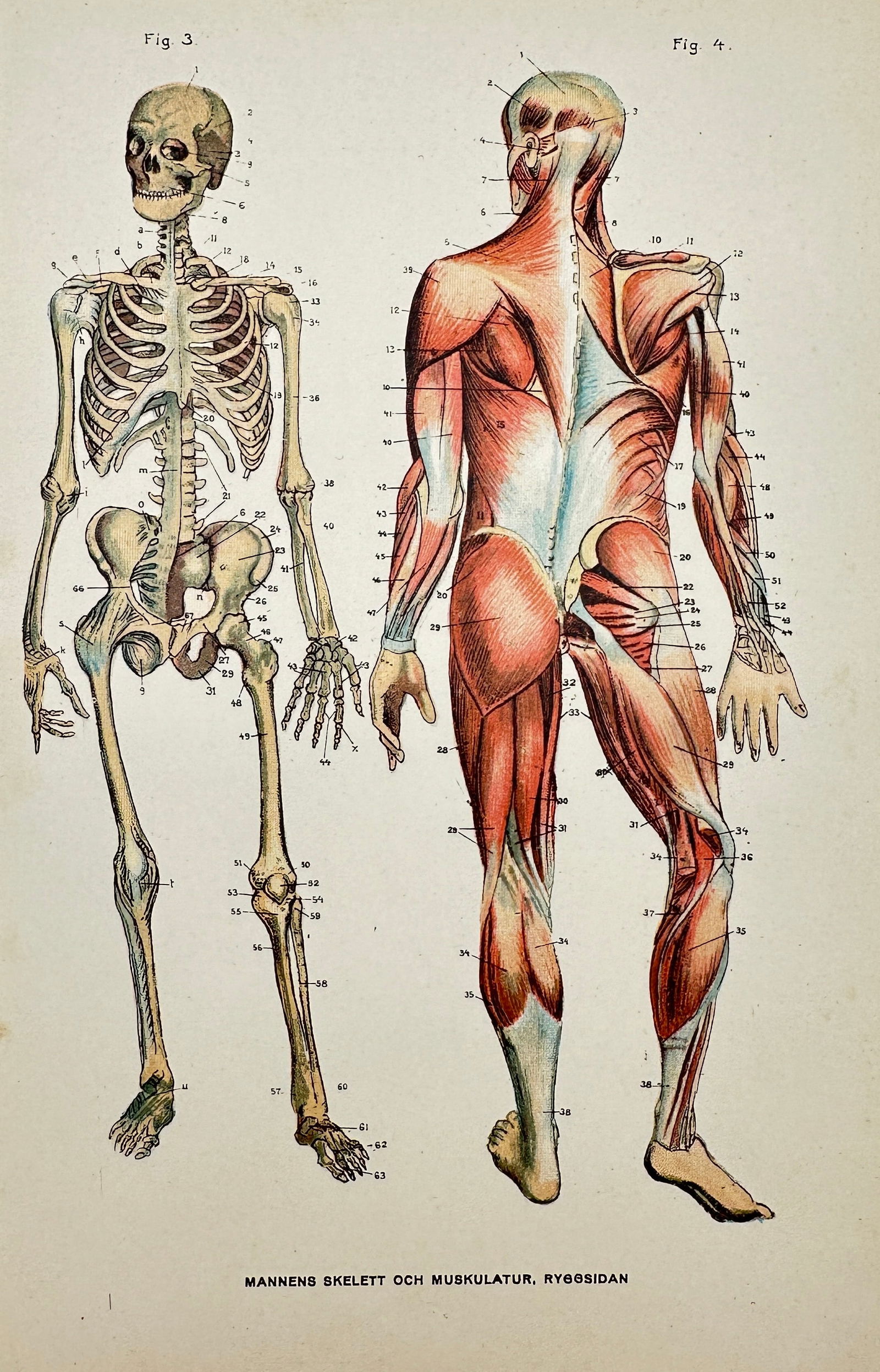 Anatomical Lithograph Print - Man's skeleton and musculature, back side (1 of 2)