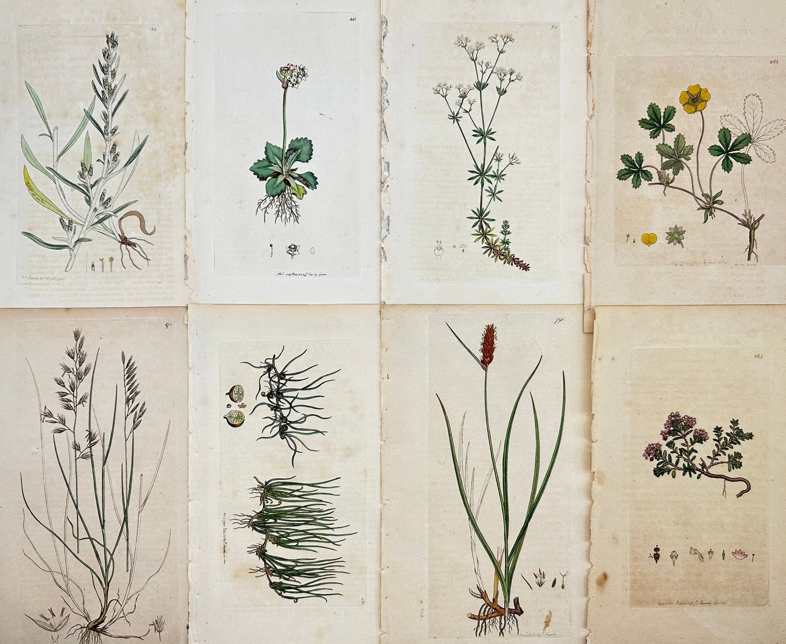 James Sowerby (1757 - 1822) - Set of 8 Botanical Prints - Heath Cudweed - Saxifraga Nivalis - (1 of 3)