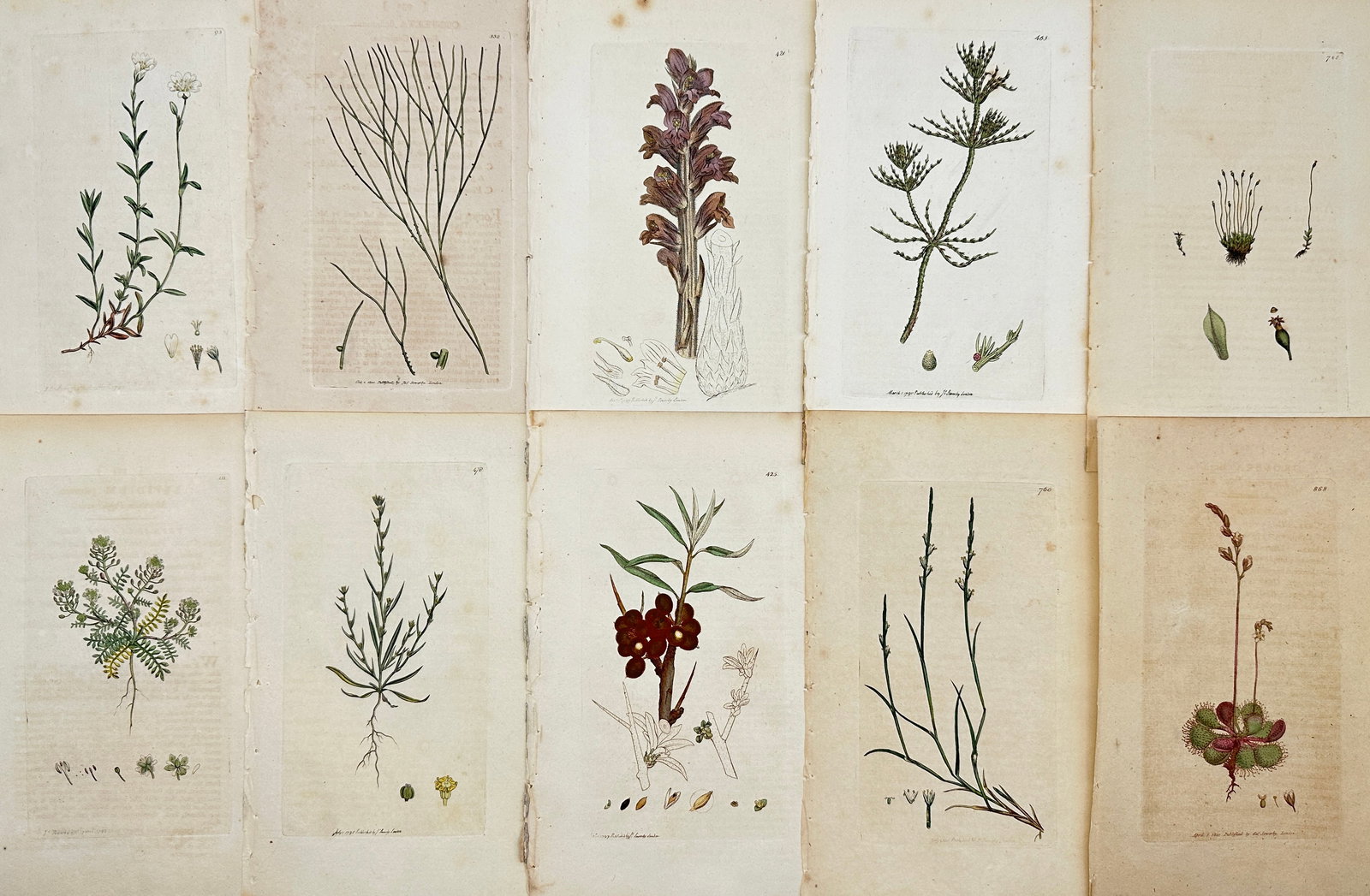 James Sowerby (1757 - 1822) - Set of 10 Botanical Prints - (1 of 3)