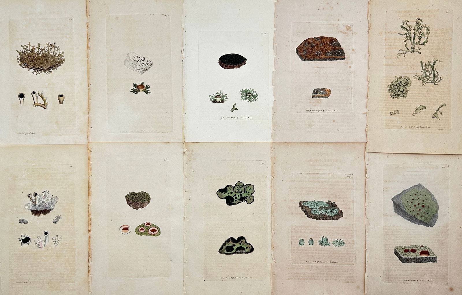 James Sowerby (1757 - 1822) - Set of 10 Botanical Prints - Potentilla anserina - Poa aquatica - (1 of 3)