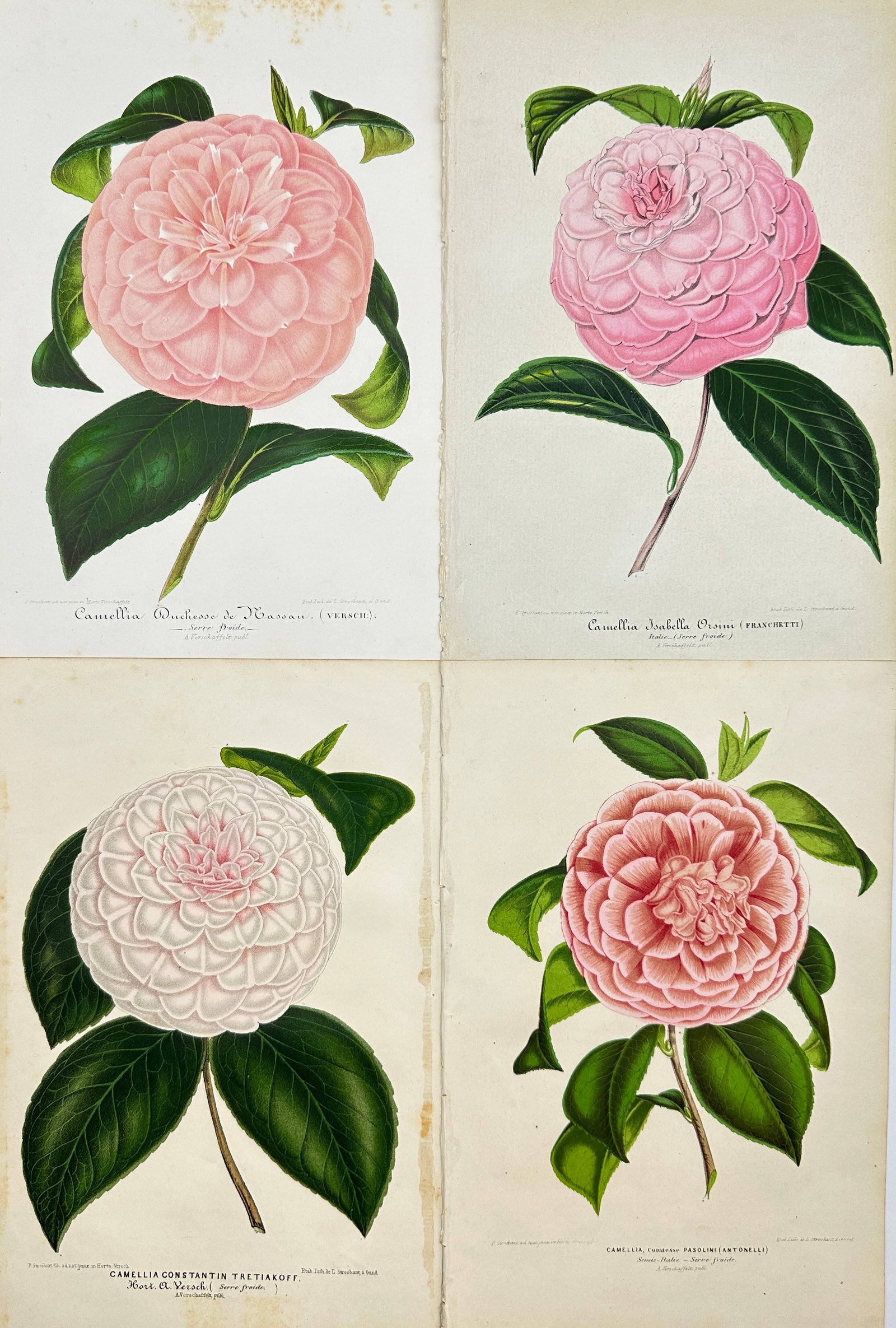 Charles Antoine Lemaire (1800 - 1871) - Set of 4 Botanical Prints - Rose - Camellia Duchesse de (1 of 3)