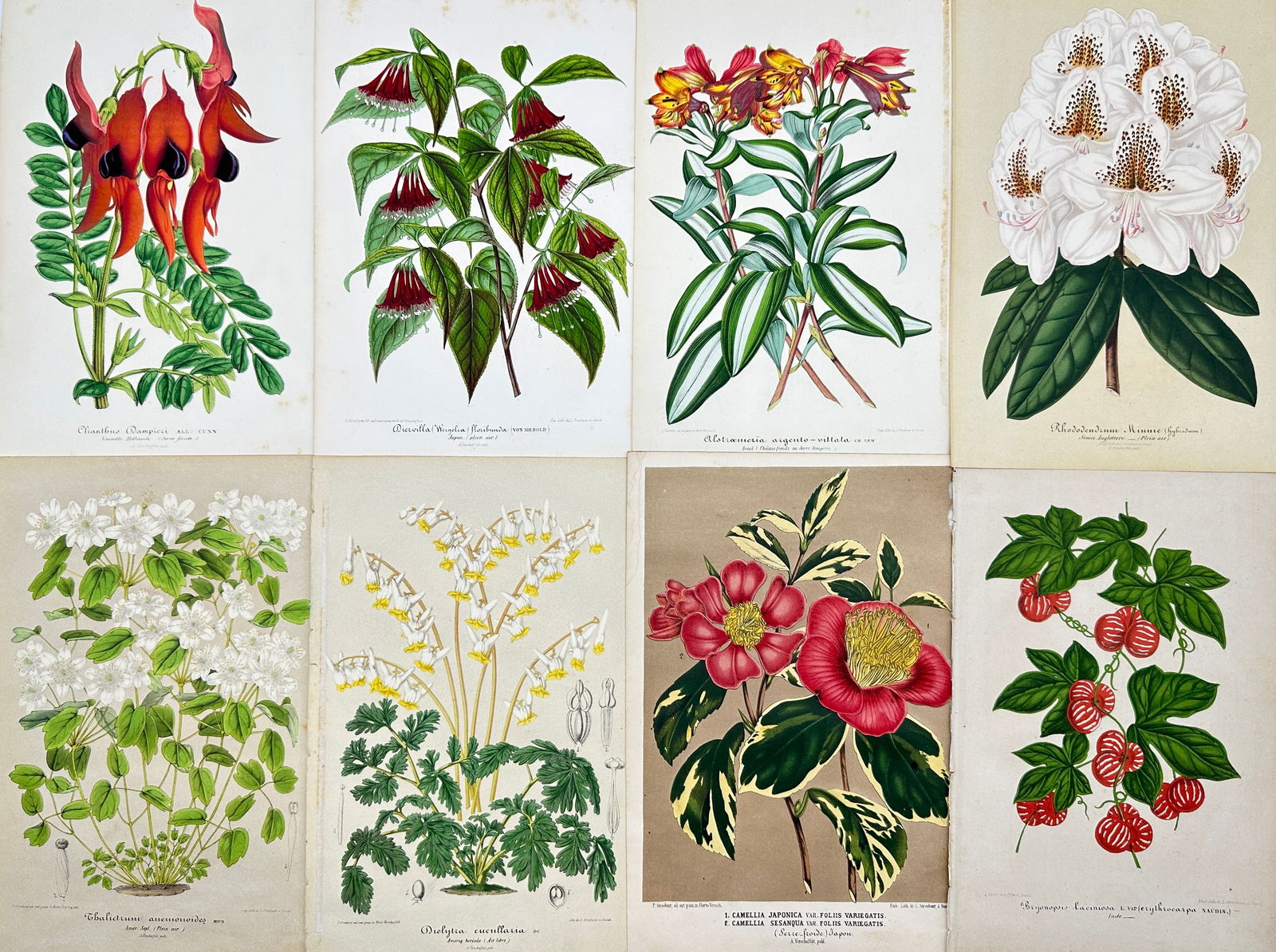 Charles Antoine Lemaire (1800 - 1871) - Set of 8 Botanical Prints - Alstraemeria Argento - Cayaponia (1 of 3)