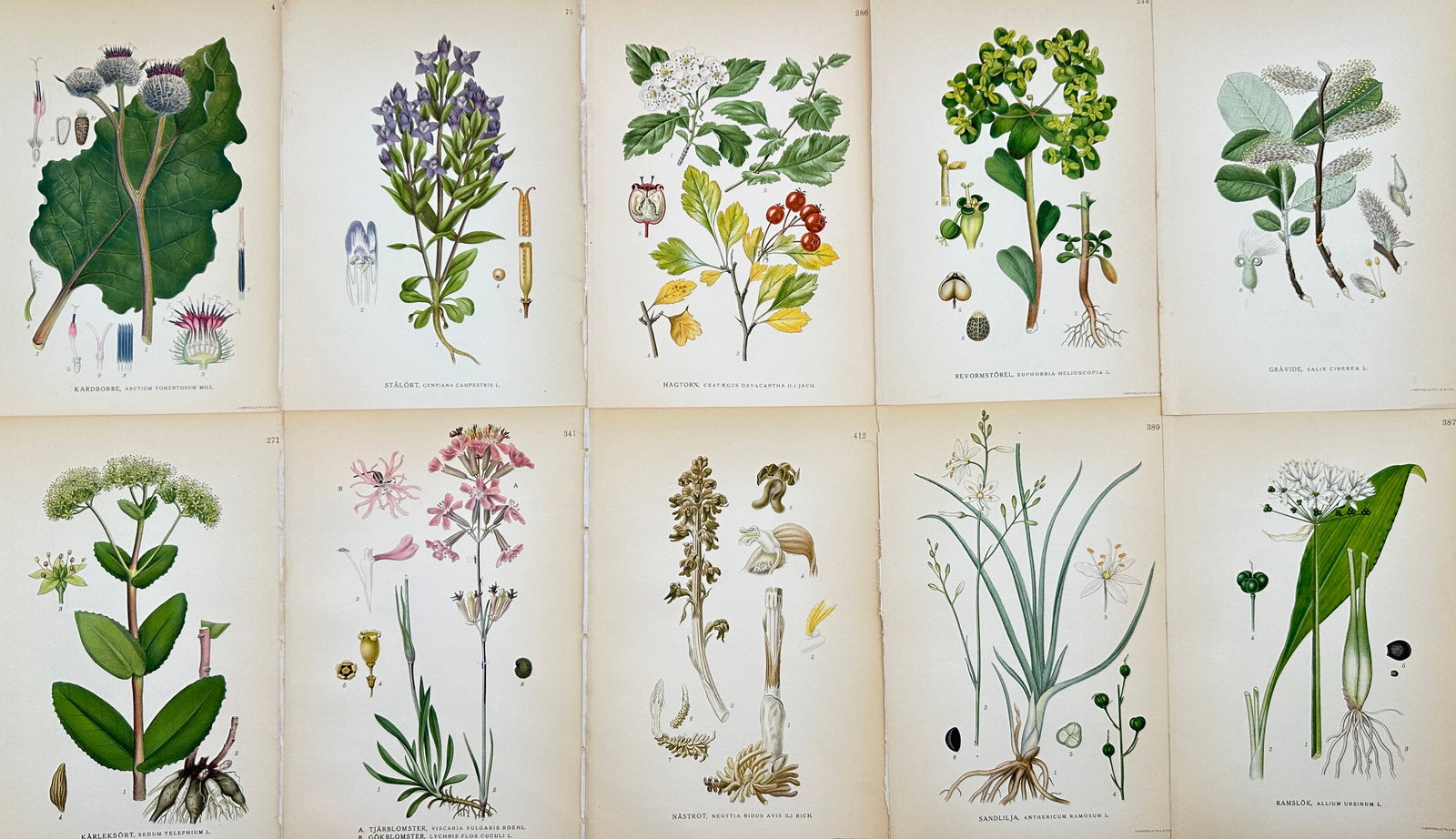 Carl Axel Magnus Lindman (1856 - 1928) - Set of 10 Botanical Prints - Burdock, Arctium lappa - (1 of 4)