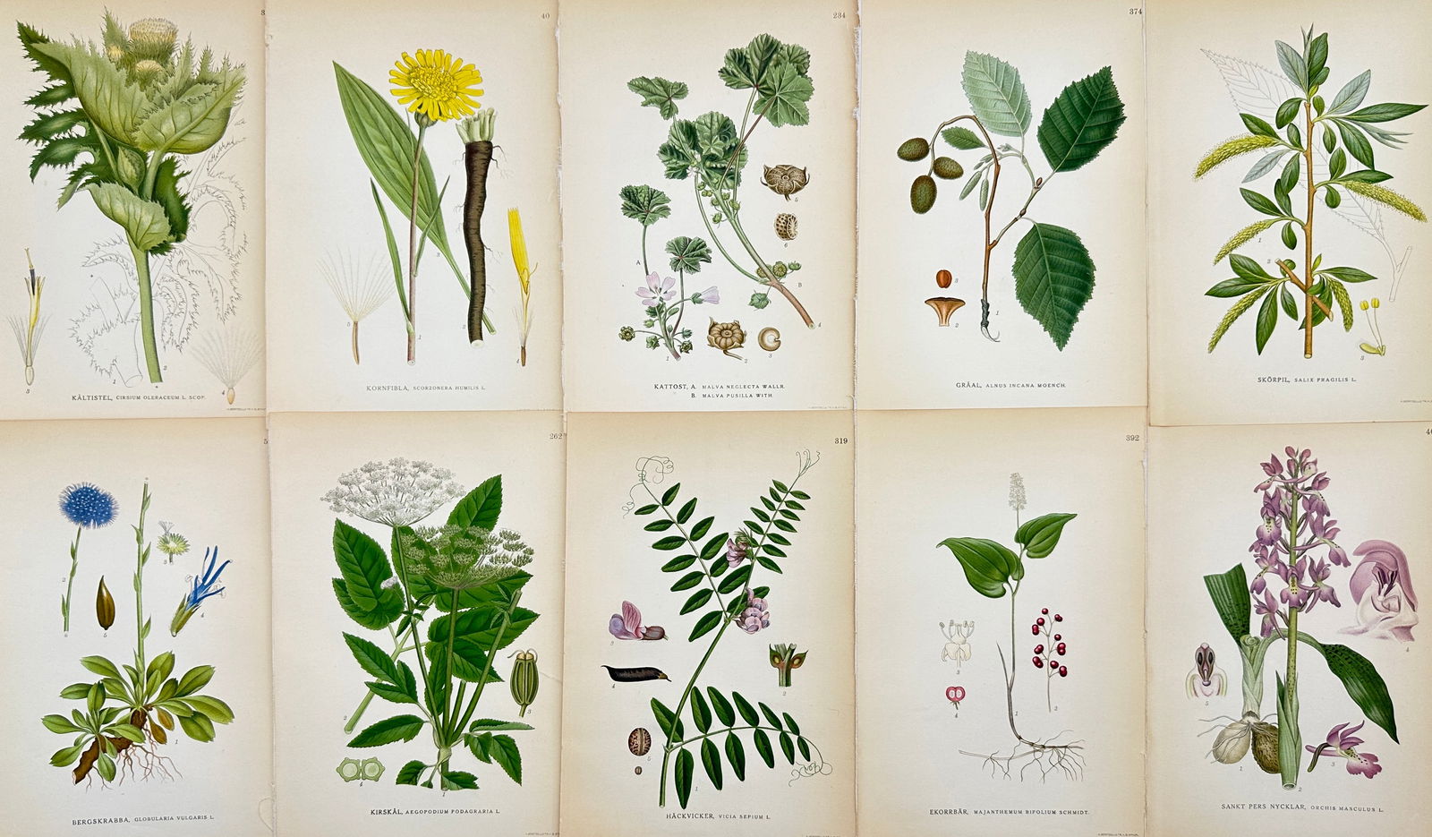 Carl Axel Magnus Lindman (1856 - 1928) - Set of 10 Botanical Prints - Cirsium oleraceum - (1 of 3)