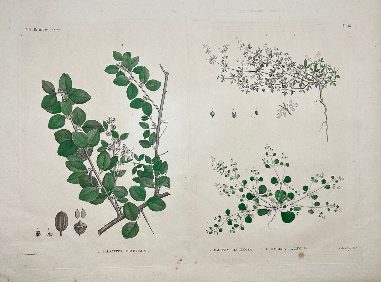 Henri-Joseph Redouté - Large Folio Botanical Print - Plants in Egypt - Fagonia latifolia (1 of 2)