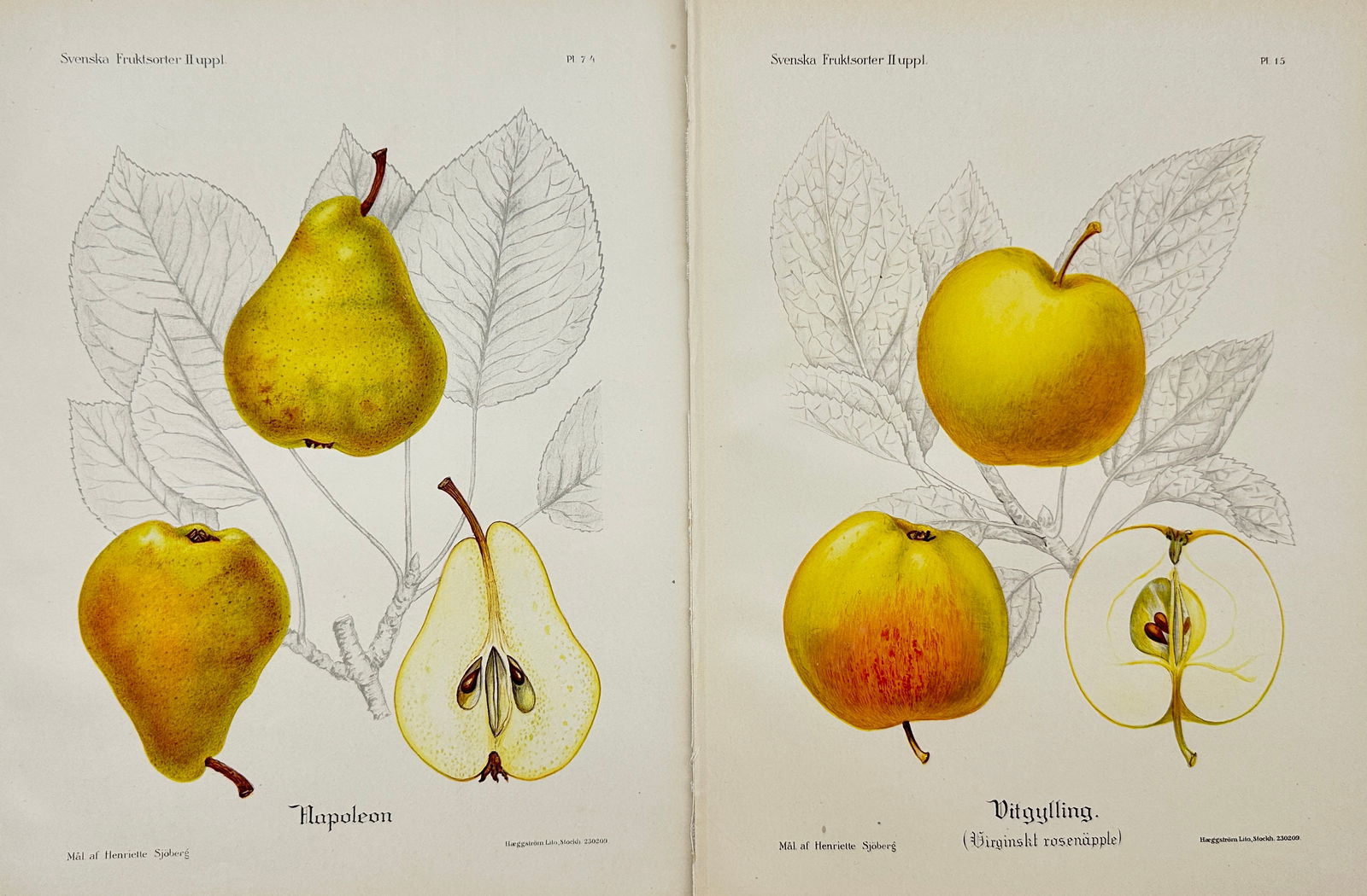 Henriette Sjöberg (1842 - 1915) - Set of 2 Fruit Prints - Apple and Pear (1 of 2)