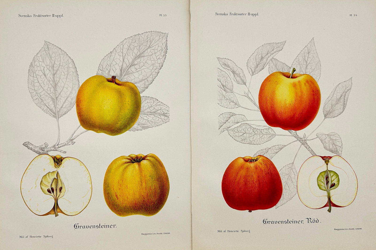 Henriette Sjöberg (1842 - 1915) - Set of 2 Fruit Prints - Apples (1 of 2)
