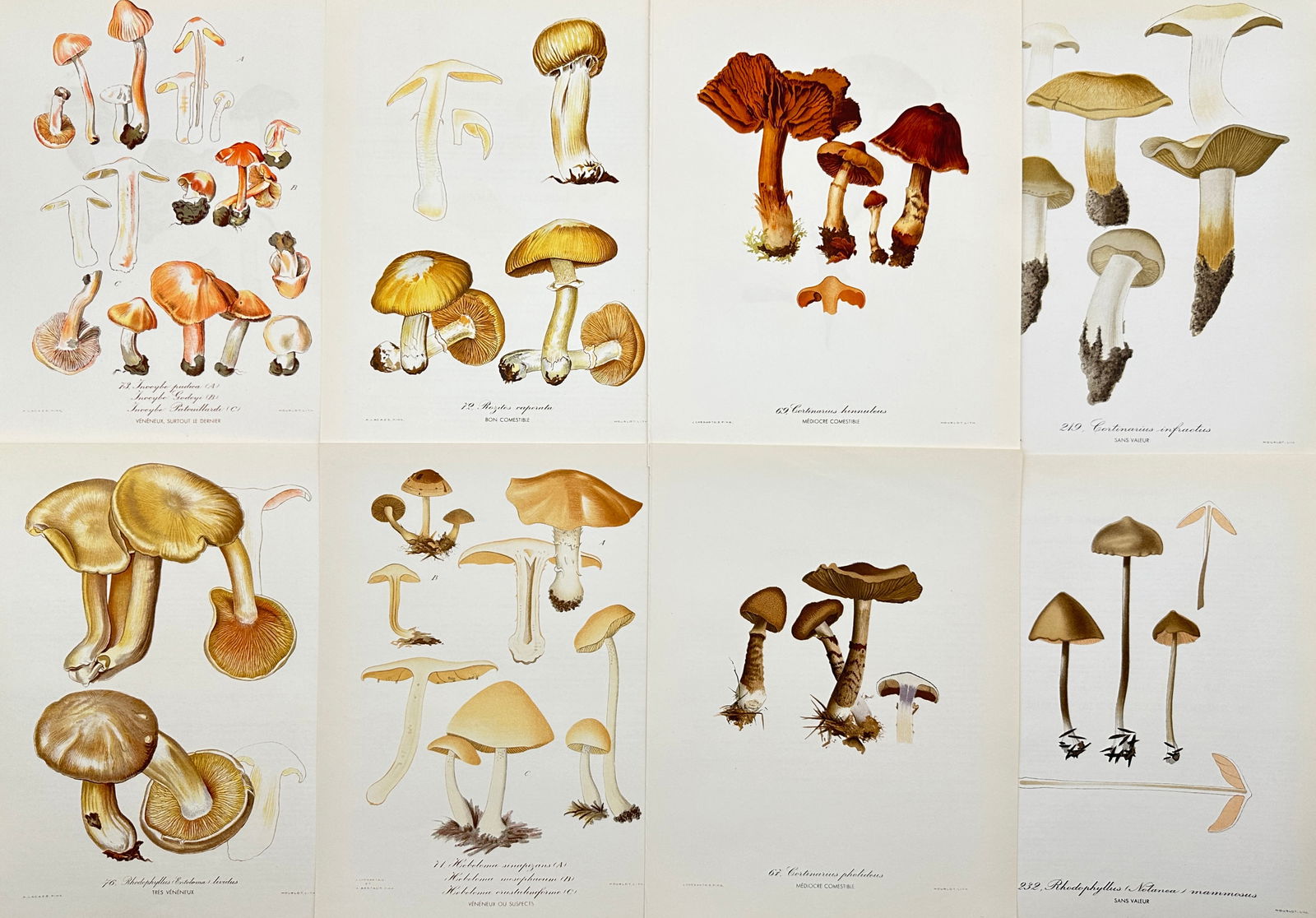 Henri Romagnesi (1912 - 1999) - Set of 8 Mushroom Prints - Rhodophyllus - Inocybe aeruginascens (1 of 4)