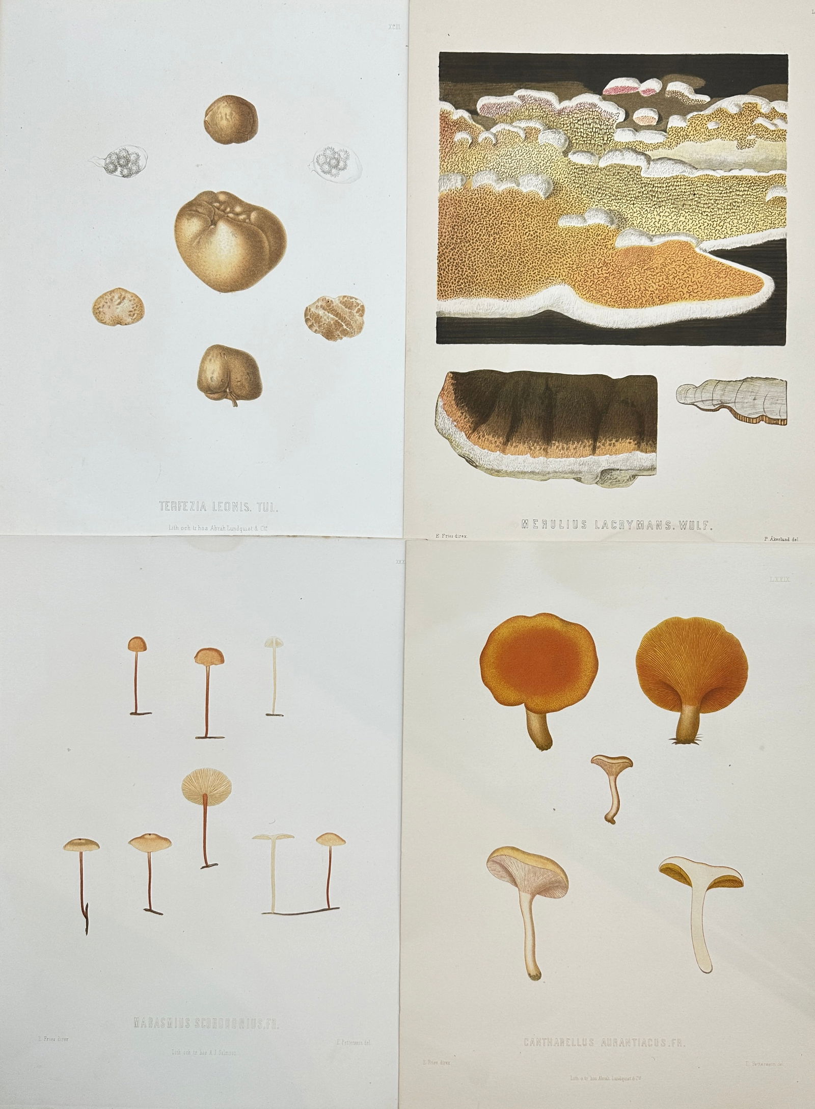 Elias Fries (1794 - 1878) - Set of 4 Mushroom Prints - Cantarellus Aurantiacus - Merulius Lacrymans (1 of 2)
